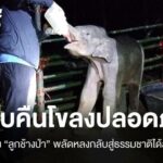 สำเร็จ! ส่ง “ลูกช้างป่า” พลัดหลงที่แก่งหางแมวคืนนี้โขลงปลอดภัย